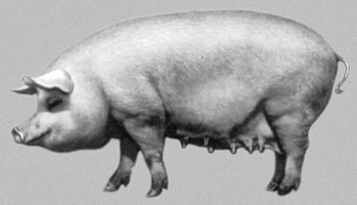 Крупная белая порода свиней, порода, крупных скороспелых свиней