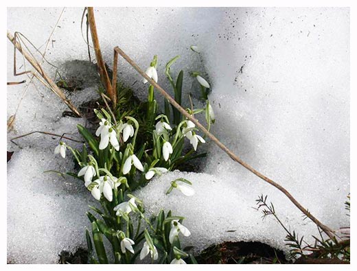 ����� �. �. ����. 2004