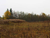 Берег Малого Клематовского озера, где в XVII в. была Казанская на Климентовских озерах пустынь. Фото 2011 г.