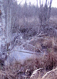 Пруд, ископанный прп. Нилом на месте его первоначальных трудов. Фото 2007 г.