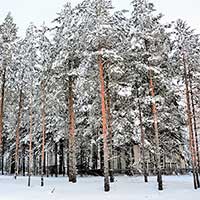 Липин Бор зимой. Дата съемки: январь 2021 г. Автор фотографии: Валентина Барабанова