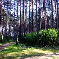 Сосновый бор в Вашках