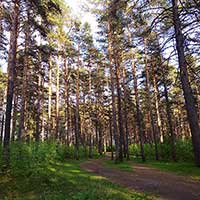 Сосновый бор в Вашках