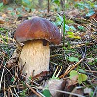 «Да! Но и я вполне счастливый тип, / Когда о ней тоскую втихомолку / Или смотрю бессмысленно на елку / И вдруг в тени увижу белый гриб!» (Н. М. Рубцов)