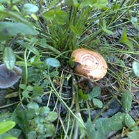 Вашкинские рыжики