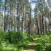 В сосновом бору в Вашках