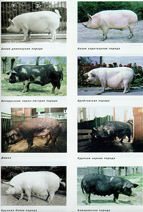 12.jpg (155043 bytes)