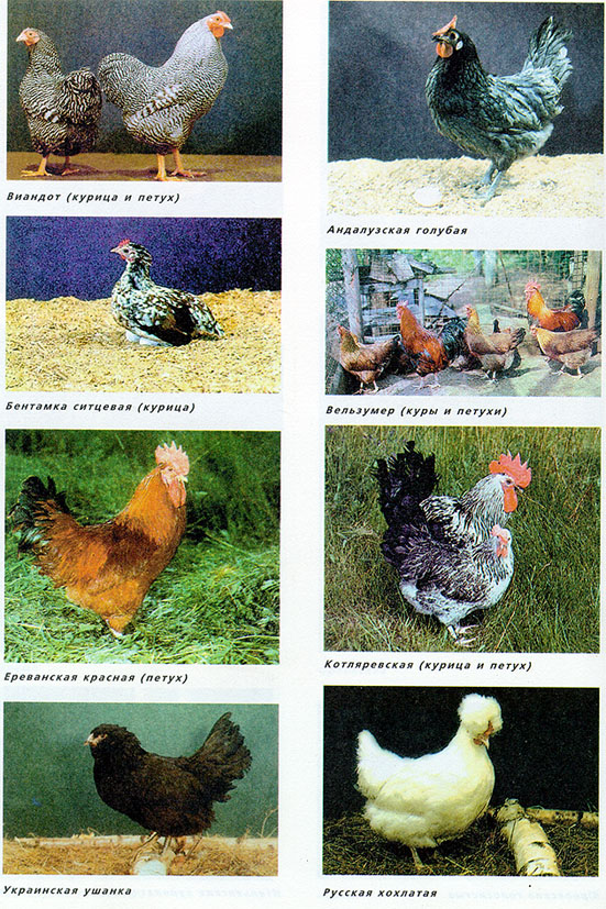 4.jpg (243837 bytes)