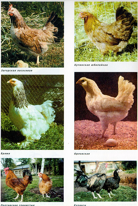 5.jpg (222739 bytes)