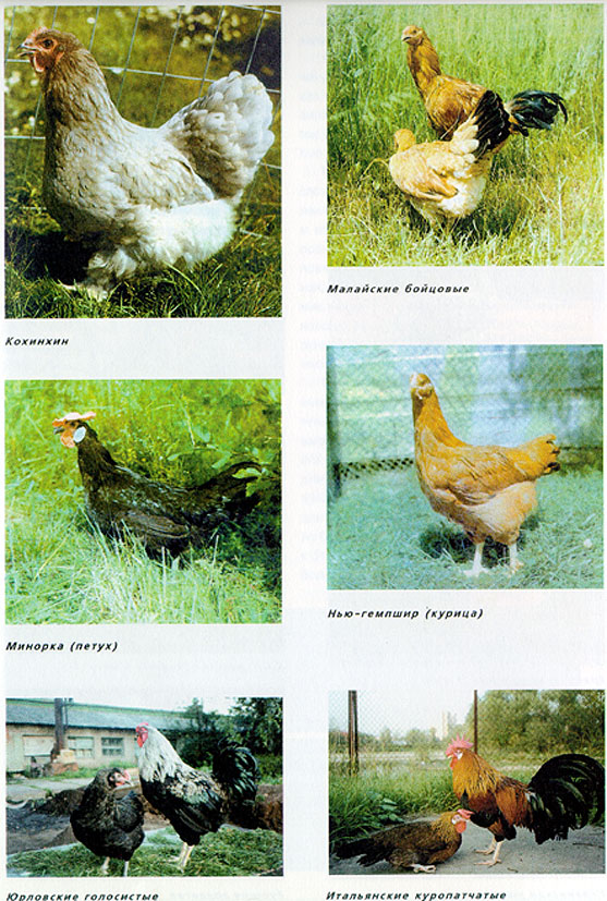 6.jpg (197197 bytes)