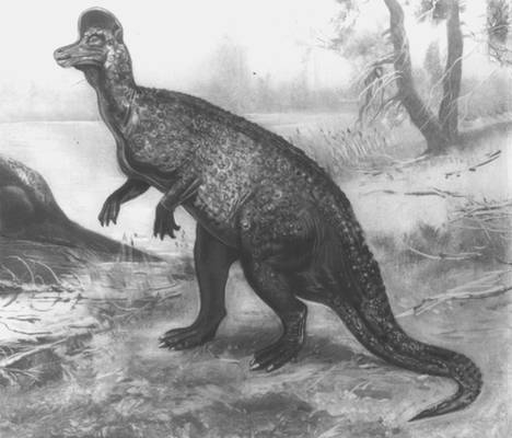 На рисунке изображен майаспондил вымершая рептилия. Гадрозавры Ламбеозавр. Шлемоголовые динозавры. Ламбеозавр реконструкция. Алетопельта.