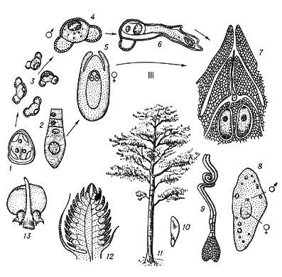 Эндосперм гаметофит. Чередование поколений у голосеменных. Заросток голосеменных. Пыльцевое зерно голосеменных растений. Жизненный цикл саговниковых.