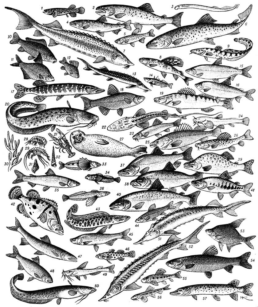 Три рыбы россии. Рыбы. Рыба черно белая. Речные обитатели и рыбы. Морские рыбы.