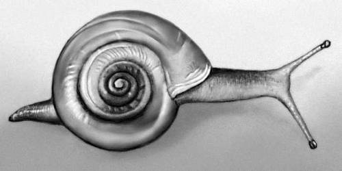 Лёгочные моллюски