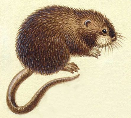 Реферат: Гризуни ондатри щурі миші бобри ховрахи
