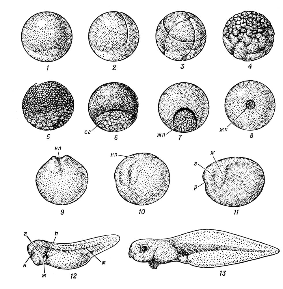 Рис1 Зародышевое развитие лягушки 1 оплодотворённое яйцо видны отличающиеся  по окраске зоны цитоплазмы 25 деления дробления яйца на всё более мелкие  клетки бластомеры стадии двух 2 и восьми 3 бластомеров крупноклеточной 4