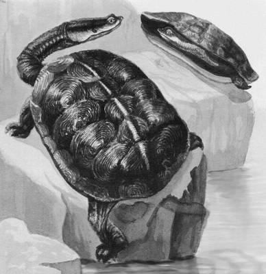 Взаимодействие с окружающей средой