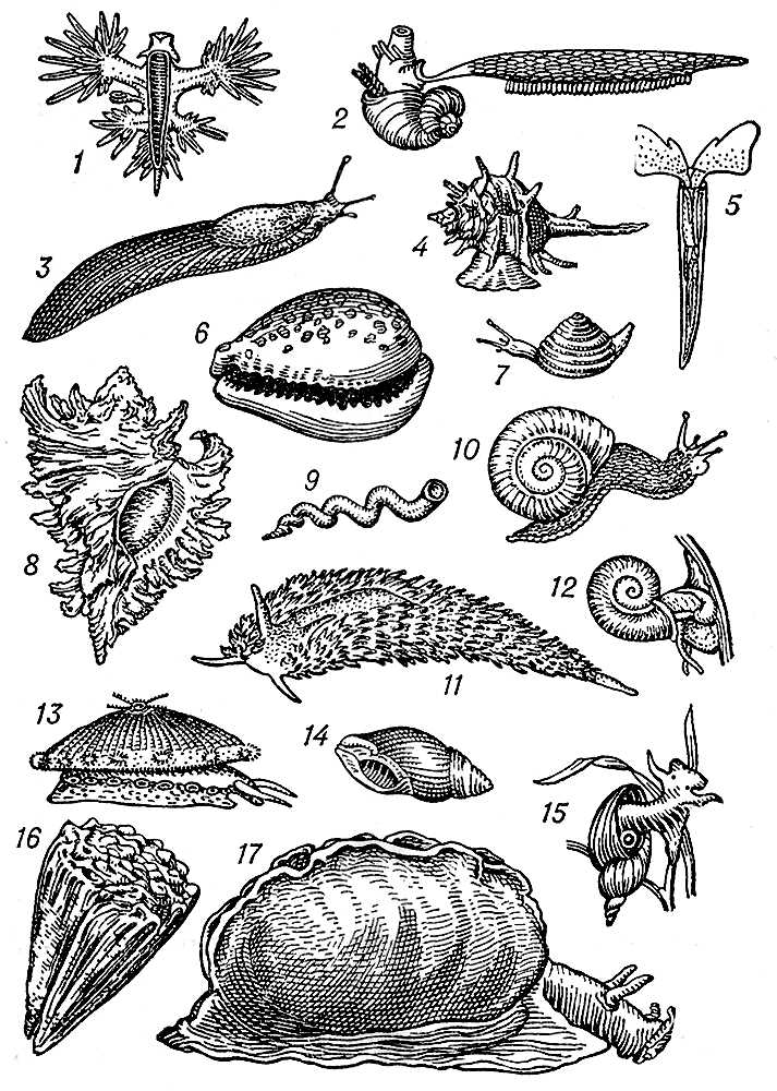 Беспозвоночные животные типа моллюски
