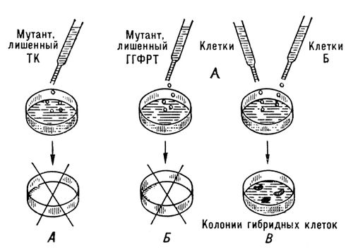 Гибридомная биотехнология. Гибридизация соматических клеток метод генетики. Колонии гидроидов. Векторы клонирования. Гибридные колонии.