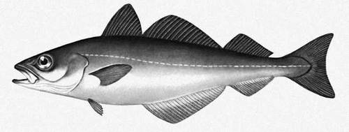 Сайда (рыба сем. тресковых)