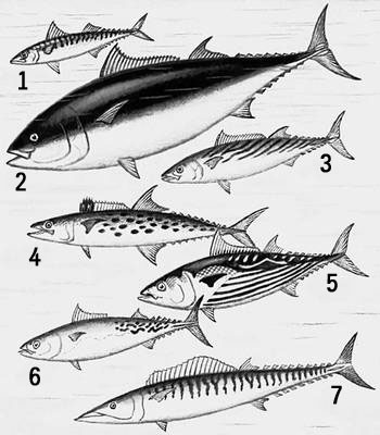 Скумбриевые Рыбы Фото