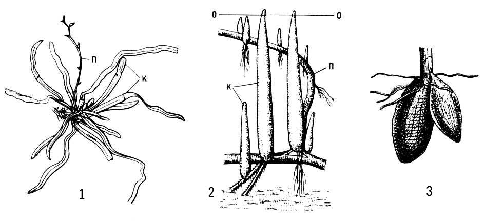 Рис 3 Метаморфоз корней 1 эпифитная орхидея п редуцированный побег к ...