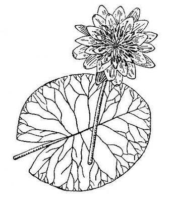 Кувшинка белая цветок и лист