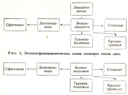 Виды Леса Фото