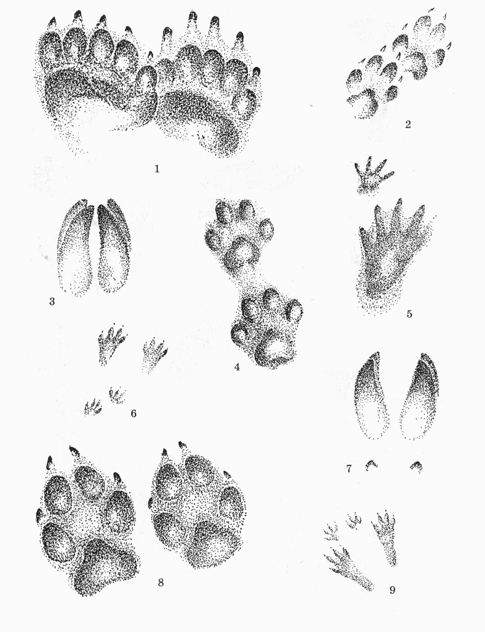 следы куницы на земле. отпечаток лапы рептилии. отпечаток лапы пингвина. следы зверя писк комара лапы гуся. следы волка зайца медведя лисы.