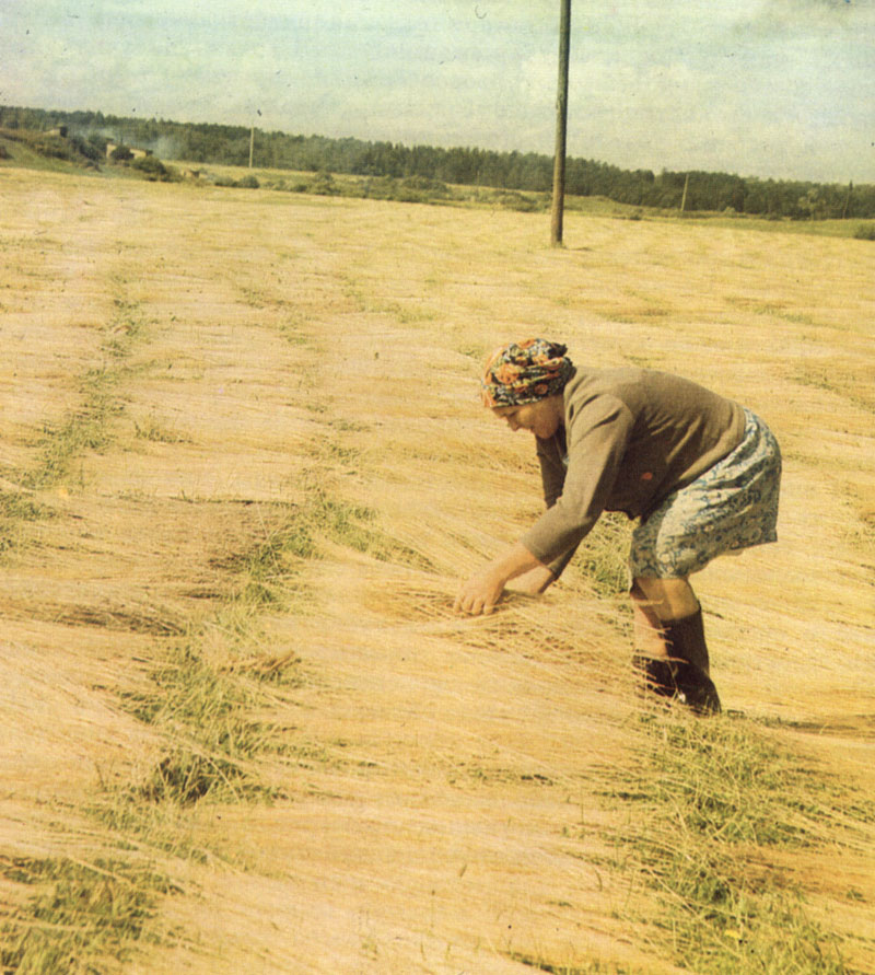посевальщики на новый год. что посеешь то и пожнешь картинки. крестьянин сеет. посевание на старый новый год. сеем старый.