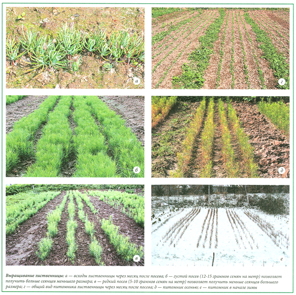 Посев хвойных пород необходимо проводить