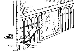 Рыбий жир  Для голубей