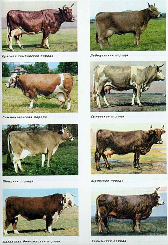 14.jpg (171309 bytes)