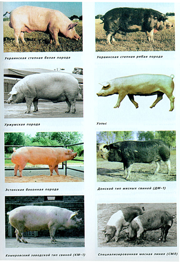 17.jpg (158446 bytes)