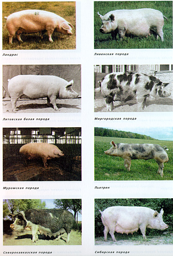 18.jpg (164692 bytes)