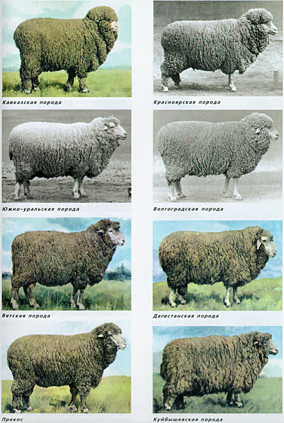 9.jpg (174214 bytes)