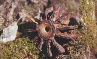 Здешняя земля хранит много следов войны