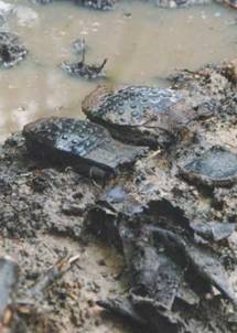 Здешняя земля хранит много следов войны