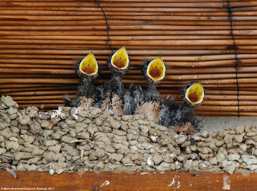 Фотовыставка «Весеннее настроение»