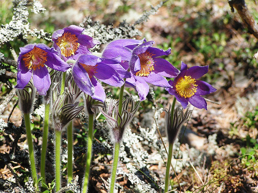 Фотовыставка «Весеннее настроение»