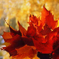 Рубцовская осень дарит вологжанам «Рубцовский букет»