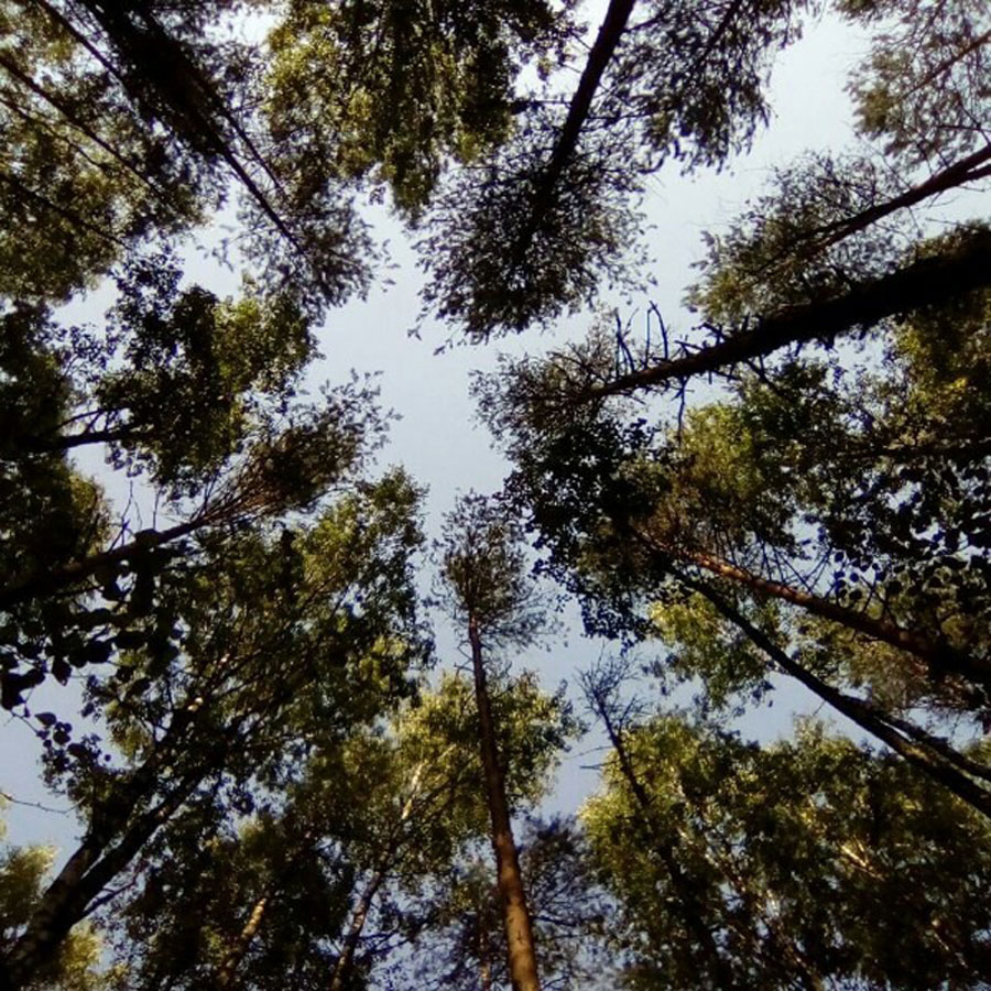 «Вешние воды»