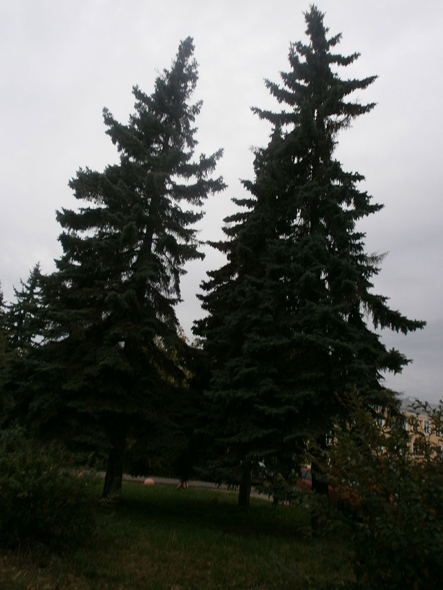 «Вешние воды»