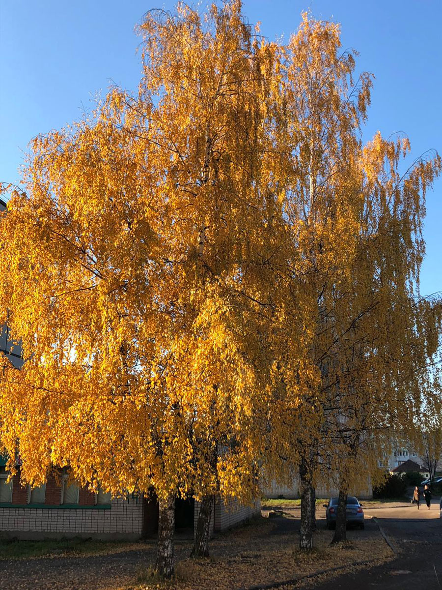 «Вешние воды»