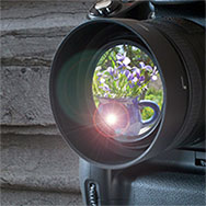 Выставка «Цветы весны»