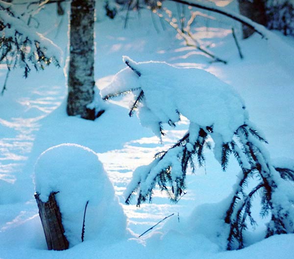 Снежный волк. Татьяна Семьянихина