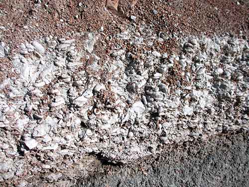 Мыс Бык. Слой из двустворок