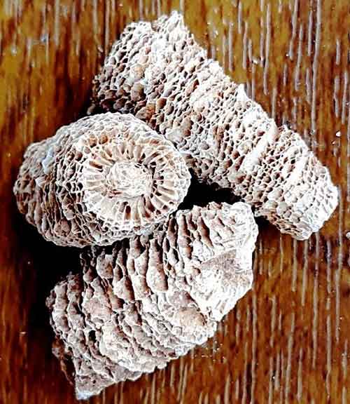 Кораллы отряда ругоза