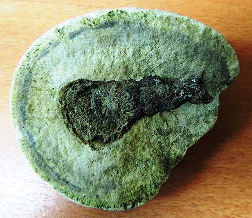 Коралл в конкреции