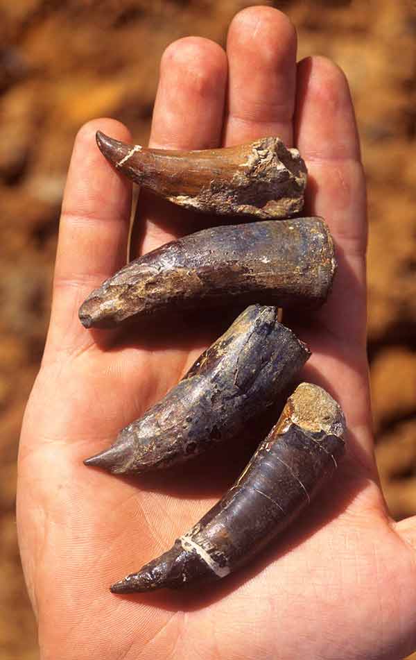 Зубы древних звероящеров